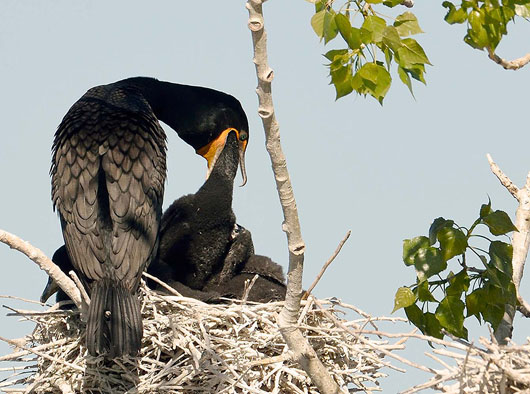 Double-crested Cormorants